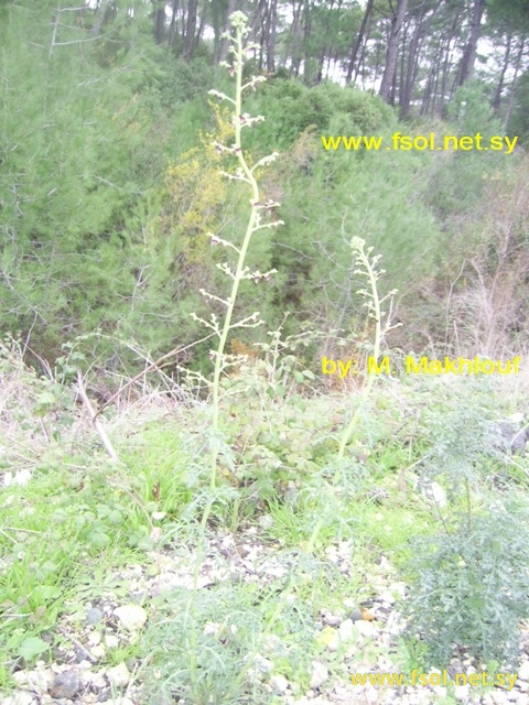 Scrophularia xanthoglossa  Boiss